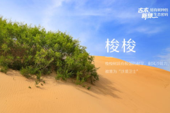 沙漠树,坚韧树的生命之歌