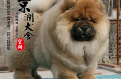 松狮犬图片,图片中的国宝级犬种