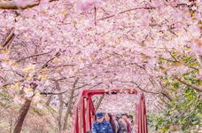 日本樱花图片,国花绽放的四季画卷