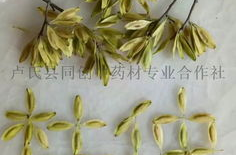 杜仲种子,绿色植物的种子奇迹与培育奥秘