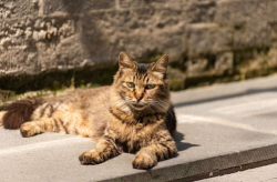 狸花猫图片,狸花猫的威武与魅力
