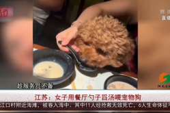 女子用餐厅勺子喂宠物狗,公共场合宠物行为引关注与反思”