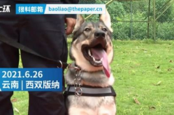 警方为立功缉毒犬授花环加鸡腿,勇立战功——警犬立功受表彰，花环鸡腿彰显荣誉