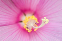 花图片大全,从花图片大全中领略自然之美