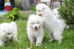 萨摩耶吃什么狗粮好,萨摩耶犬的理想狗粮选择指南
