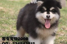 阿拉斯加雪橇犬怎么养,从饮食到日常护理全方位指南