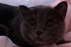 娱乐吃瓜小猫咪,揭秘娱乐圈那些事儿