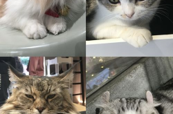 娱乐吃瓜酱猫咖,猫咪与娱乐的完美融合