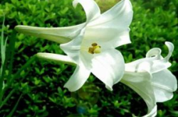 百合花,花中仙子，养生瑰宝