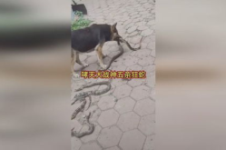娱乐哮天神犬,哮天神犬的明星之路