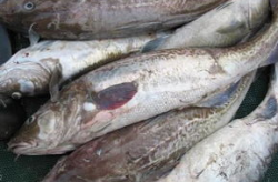 鳕鱼图片,海洋中的黄金美食