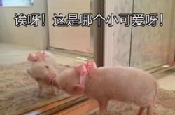 网红八卦猪,揭秘网络红人的幕后故事